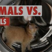Animals Vs Wheels Funny Pet Compilation 2020
