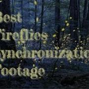 Best Fireflies Synchronization Footage
