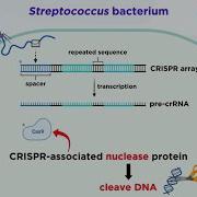 Технология редактирования генома CRISPR Cas9