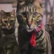 Shingeki No Neko
