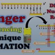 Sanger Sequencing ANIMATION