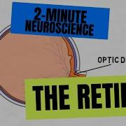 2 Minute Neuroscience The Retina