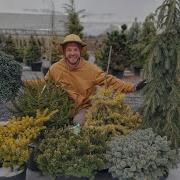 Top 10 Conifers That EXPLODE With Color In Spring
