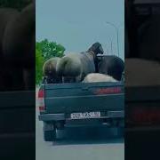 Funny Jumping Sheep Shorts Viralshorts