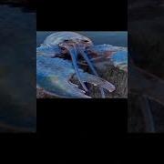 Top 5 Scariest Jumpscares Earrape Funny Jumpscare