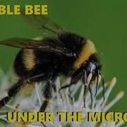 Bumble Bee Under The Microscope