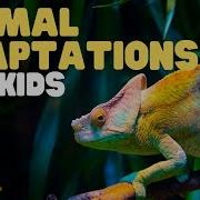 Animal Adaptations For Kids Learn About Physical Life Cycle And Behavioral Adaptations Of Animals