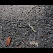 Measuring Worm シャクトリムシ