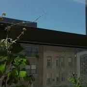 Time Lapse Morning Glory