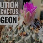 Discussing Evolution In The Cactus Dungeon