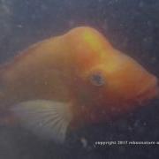 Wild Footage Spawning Mozambique Tilapia Red Devils Plecostomous
