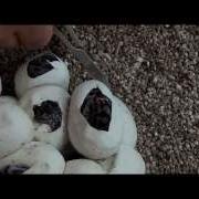 K Brothers Pythons Episode Three Egg Cutting Special