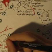 Immunology Innate Immunity Inflammatory Response