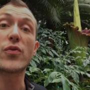 Corpse Flower In Bloom
