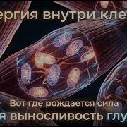 Кислород сердце и митохондрии скрытая механика выносливости