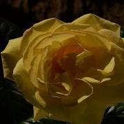 Yellow Rose Flower Opening Time Lapse