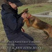 Breeding Stepanenko S Home BRN 32762 Balto BRN 41954 Mina 3 5 Months