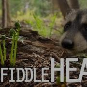 Find FIDDLEHEADS In The WILD
