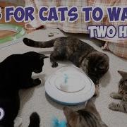 Cats For Cats To Watch TWO HOURS Cat Videos Cats Playing Entertainment For Cats S6 E80