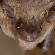 Bat Call Sounds Noises