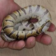 Guess The Morph