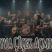 Ayva Çiçek Açmış Yaz Mı Gelecek Modern Cover