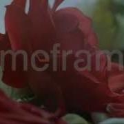 Fading Greenhouse Cut Roses Time Lapse Footage