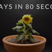 Growing DWARF SUNFLOWER Time Lapse