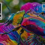 INSANE OLED HDR TEST 240FPS BEST 4K Video Nature Animals Dolby Vision 8K Ultra HD TV
