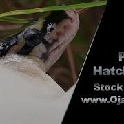 Pythons Hatching 01 Stock Footage