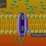 Facilitated Diffusion Short And Sweet Version