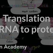 Трансляция мРНК в белок Биомолекулы MCAT Академия Хана