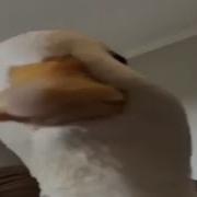 Top 5 Duck