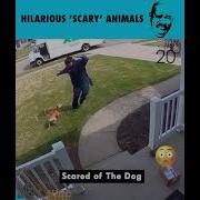 Hilarious Scary Animals Funny Reaction By Steve Harvey