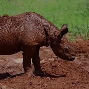 Fostering Life Sheldrick Trust