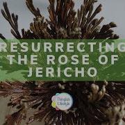Resurrecting A Rose Of Jericho