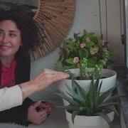 Melek Mosso Hatice Mosso Evleniyormuş