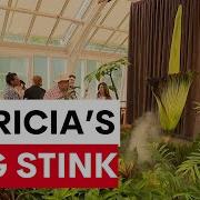 Putricia The Corpse Flower Begins To Bloom In Sydney S Royal Botanic Garden 7NEWS