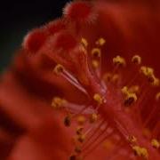 TF112 Time Lapse Flower FREE FOOTAGE