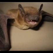 Slow Bat Loop 19