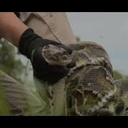 Florida S Annual Python Challenge To Protect The Everglades Begins
