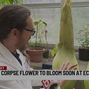 Rare Corpse Flower Blooming At Eastern Connecticut State University
