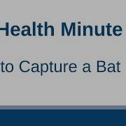 How To Capture A Bat GO Health Minute