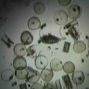 Plankton Sampling Mp4