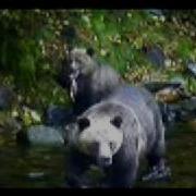 Bear Necessities At Knight Inlet Lodge