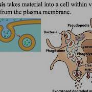 BIOL3530 Cells Lecture 2