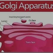 Golgi Apparatus I Stable Cisternal And Cisternal Maturation Models I Golgi Trafi