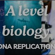 A Level Biology Edexcel A SNAB Topic 2 DNA Replication