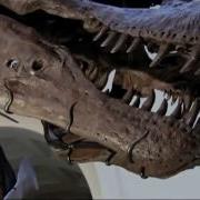How Did Animals Learn To Fly Evolution Of Flying Full Documentary