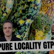 DISCUSSING ONLY PURE LOCALITY GREEN TREE PYTHONS ALL IN THE TREE TUESDAY